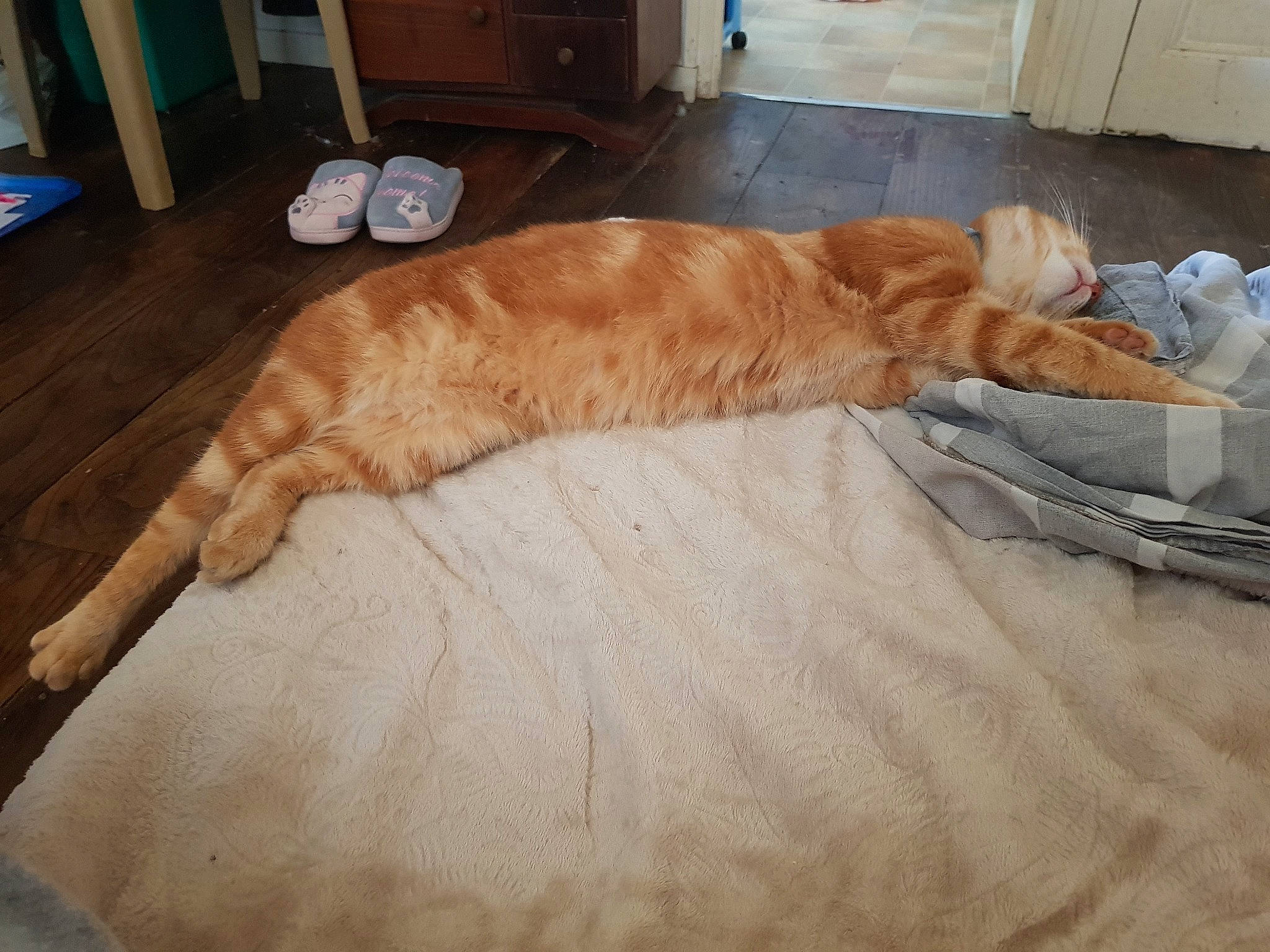 Ralph a rejoint le concours — aidez-le/la à gagner de superbes lots ! bed, carnivore, cat, claw, comfort, dog_breed, domestic_short_haired_cat, fawn, felidae, flooring, fur, hardwood, pet_supply, room, small_to_medium_sized_cats, sporting_group, tail, terrestrial_animal, whiskers, wood