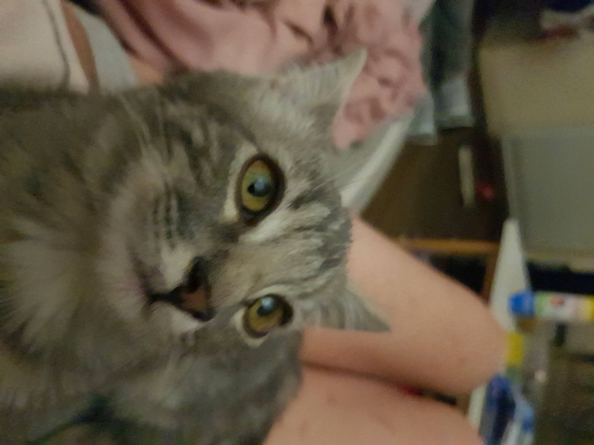 Sylver a rejoint le concours — aidez-le/la à gagner de superbes lots ! carnivore, cat, domestic_short_haired_cat, ear, eye, felidae, fur, nail, paw, small_to_medium_sized_cats, snout, terrestrial_animal, whiskers