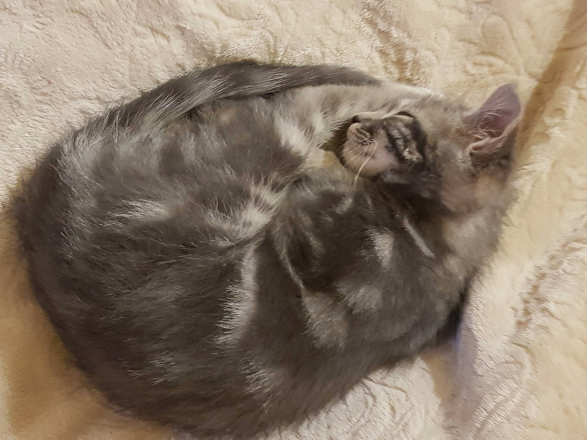 Sylver a rejoint le concours — aidez-le/la à gagner de superbes lots ! black_cat, carnivore, cat, claw, comfort, dog_breed, domestic_short_haired_cat, felidae, fur, liver, nap, paw, sleep, small_to_medium_sized_cats, snout, sporting_group, tail, terrestrial_animal, whiskers, window