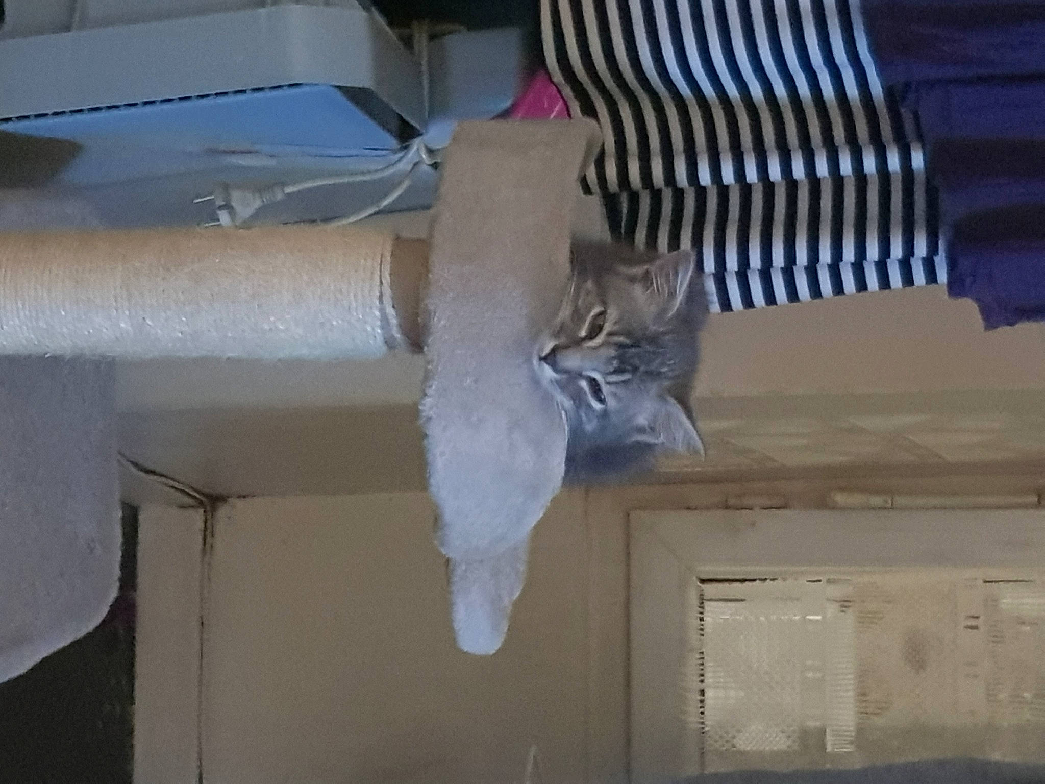 Sylver participe au concours pour gagner de l'argent avec cette photo : carnivore, cat, ceiling, domestic_short_haired_cat, felidae, fur, hardwood, home_door, molding, plaster, room, sash_window, small_to_medium_sized_cats, tail, whiskers, window, window_covering, wood, wood_stain