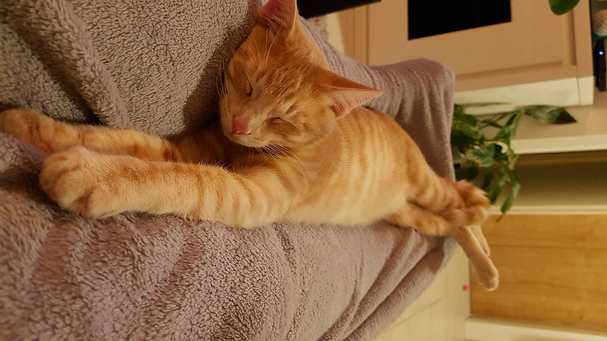 Samouraï participe au concours pour gagner de l'argent avec cette photo : carnivore, cat, claw, comfort, domestic_short_haired_cat, fawn, felidae, flooring, foot, fur, hardwood, nap, paw, plant, small_to_medium_sized_cats, snout, tail, terrestrial_animal, whiskers, wood