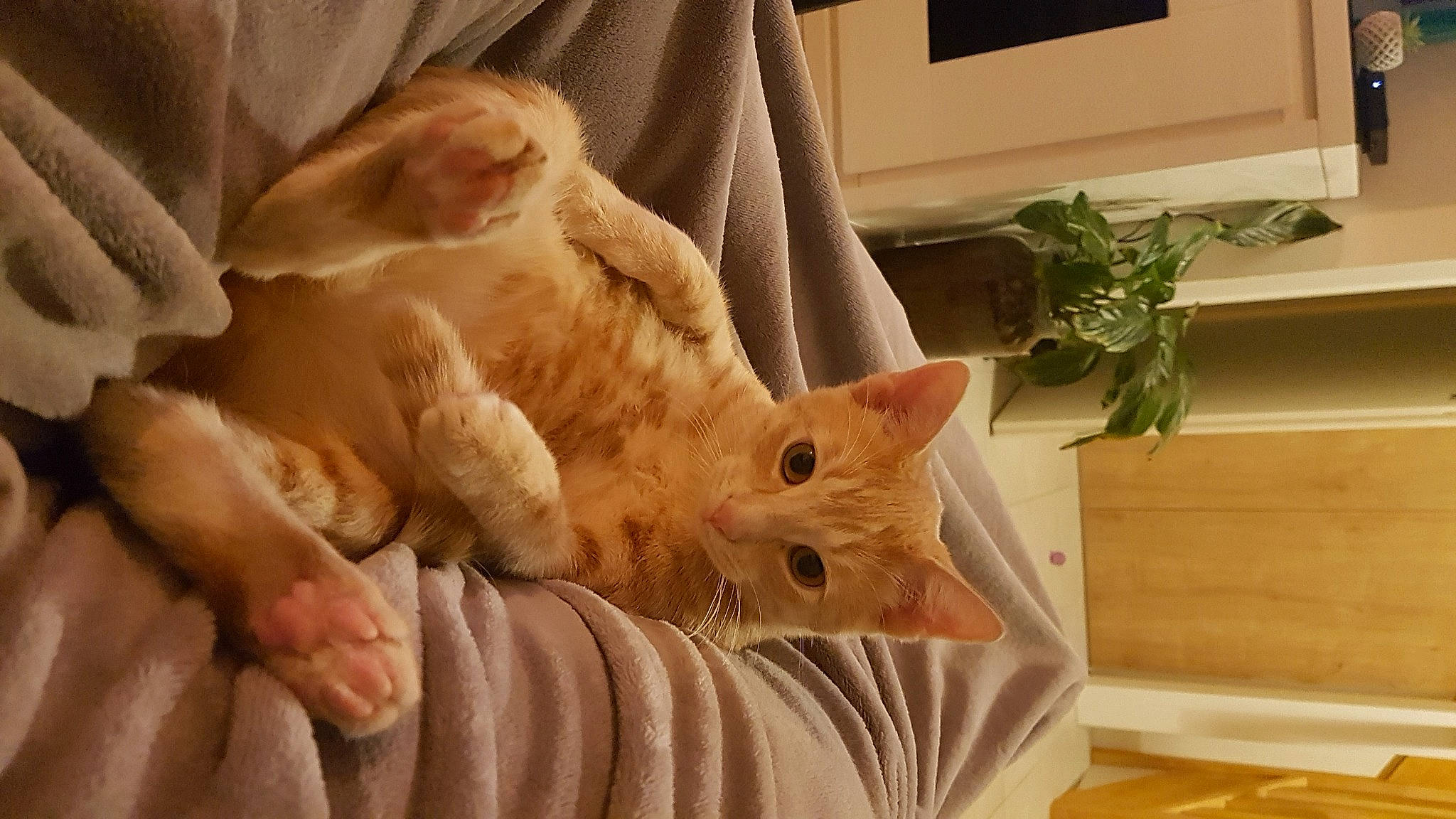 Samouraï a rejoint le concours — aidez-le/la à gagner de superbes lots ! carnivore, cat, comfort, domestic_short_haired_cat, fawn, felidae, flooring, foot, fur, hardwood, houseplant, linens, paw, plant, room, small_to_medium_sized_cats, snout, tail, whiskers, wood