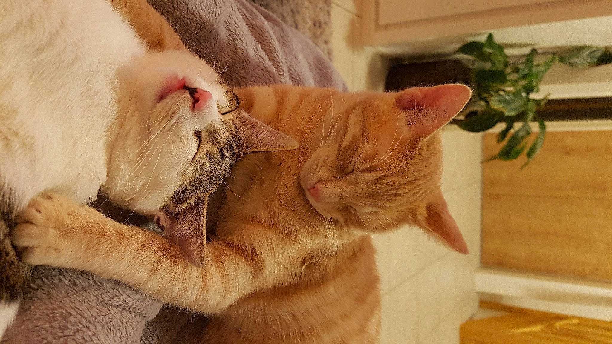 Samouraï participe au concours pour gagner de l'argent avec cette photo : carnivore, cat, claw, close_up, comfort, domestic_short_haired_cat, ear, fawn, felidae, flowerpot, foot, fur, houseplant, paw, plant, small_to_medium_sized_cats, snout, tail, whiskers, wood