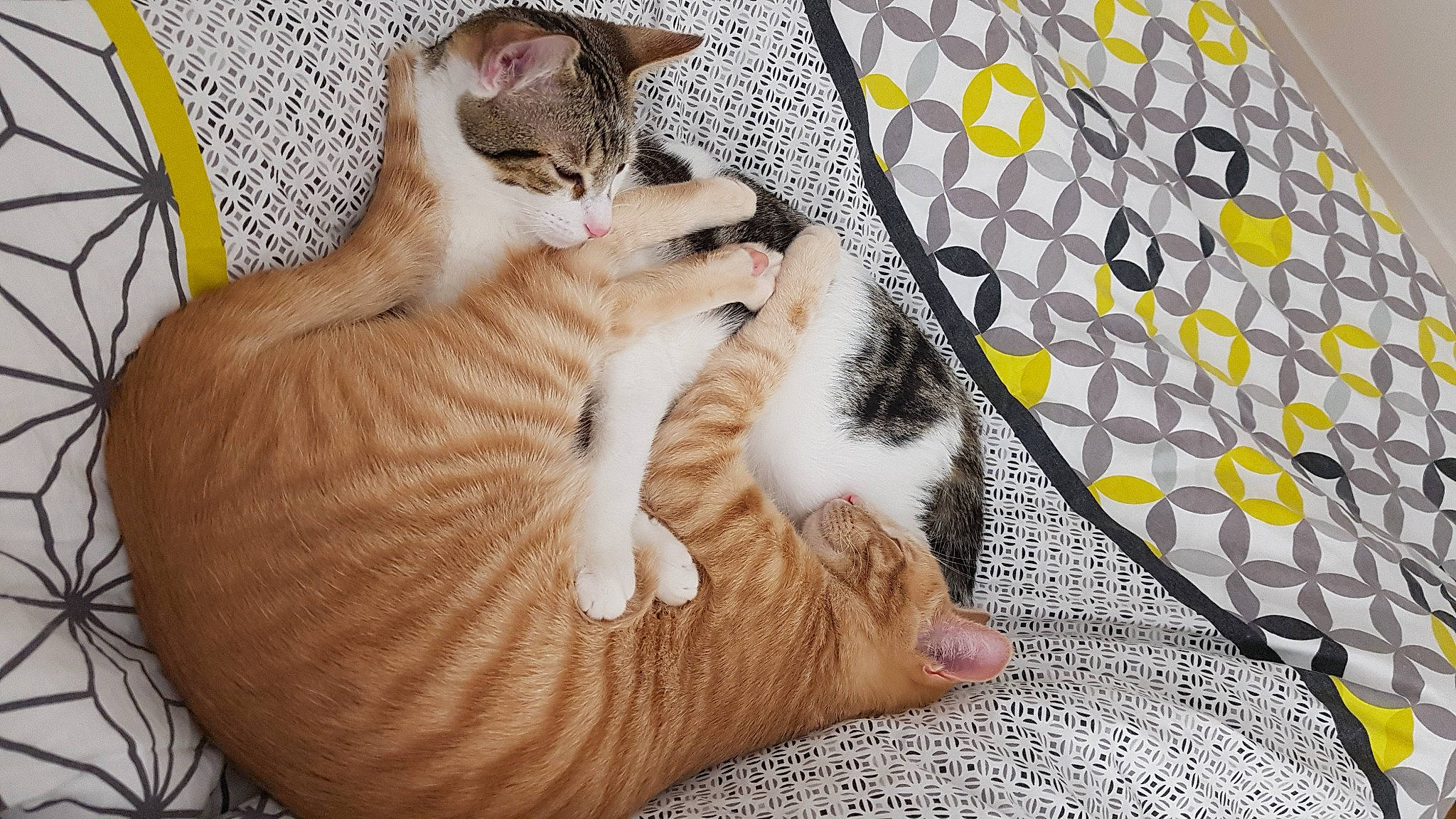 Samouraï a rejoint le concours — aidez-le/la à gagner de superbes lots ! art, bed, carnivore, cat, claw, comfort, couch, domestic_short_haired_cat, fawn, felidae, fur, grey, linens, pattern, paw, room, small_to_medium_sized_cats, tail, textile, whiskers