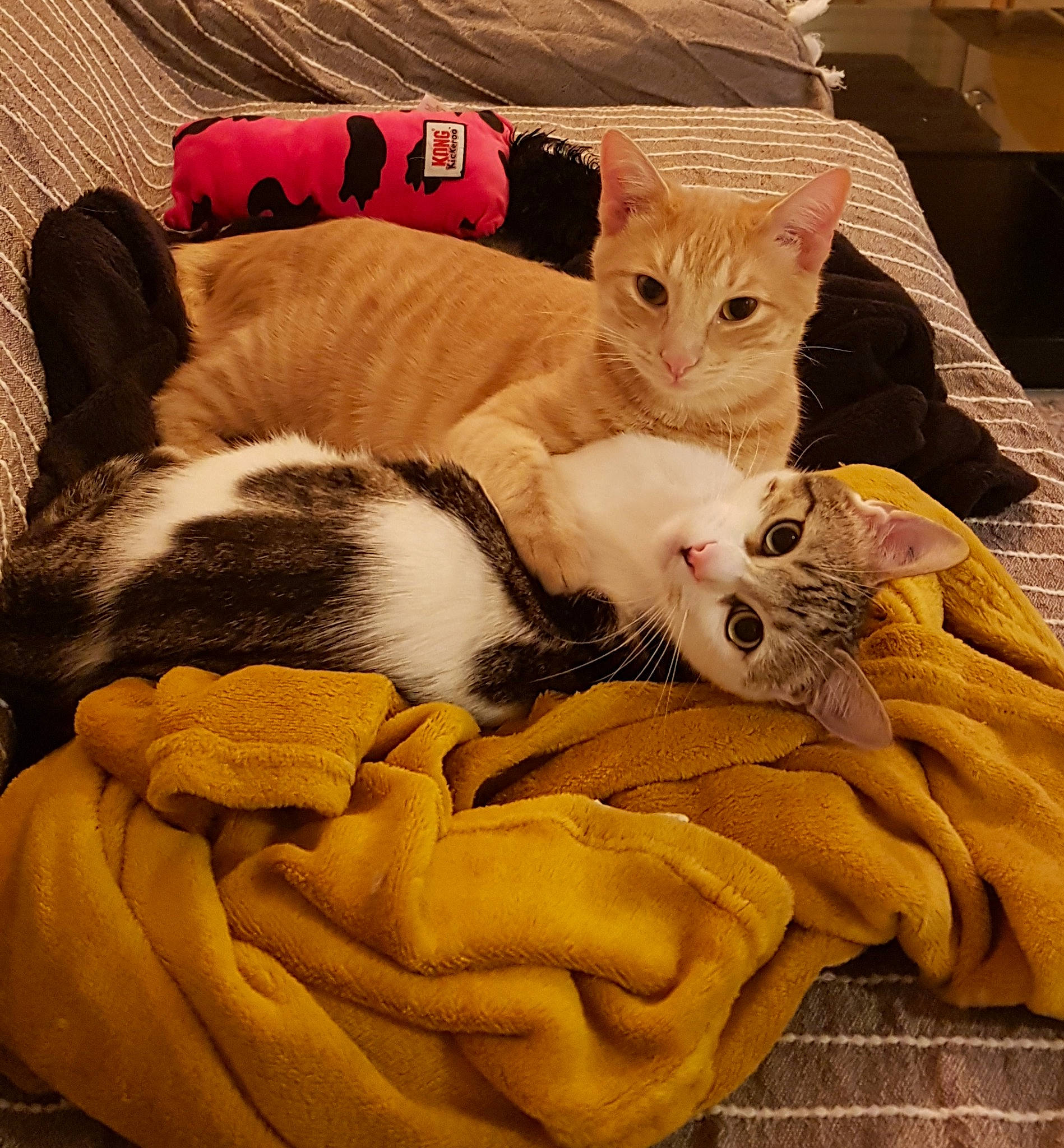 Samouraï participe au concours pour gagner de l'argent avec cette photo : bedding, carnivore, cat, comfort, companion_dog, domestic_short_haired_cat, fawn, felidae, fur, lap, linens, mammal, nap, paw, small_to_medium_sized_cats, tail, textile, vertebrate, whiskers, wood