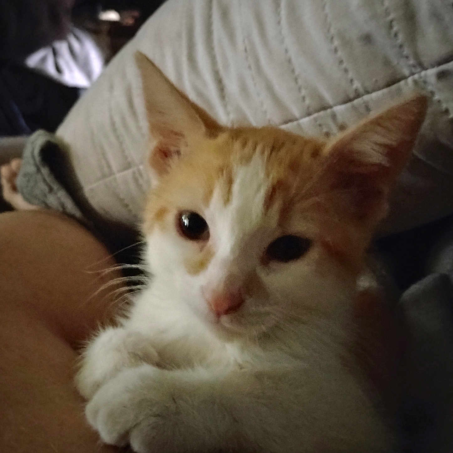 Looloo is registered to the contest to win money with this photo: animal, cat, close_up, companion, cozy, cute, dim_lighting, feline, home, human_arm, indoor, kitten, orange_and_white, paws, pet, quilted_pillow, relaxed, resting, sleepy, soft_fur