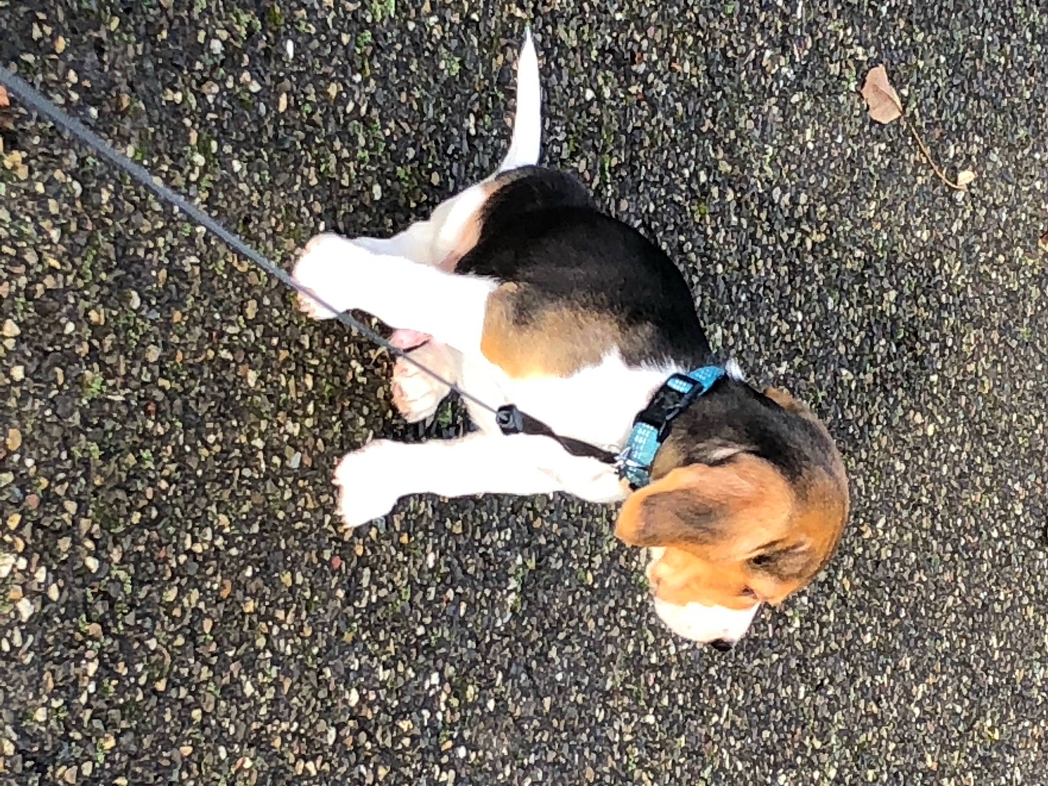 Rscratchy participe au concours pour gagner de l'argent avec cette photo : canidae, carnivore, collar, companion_dog, dog, dog_breed, dog_collar, fur, hound, hunting_dog, leash, mammal, pet_supply, shadow, snout, sporting_group, tail, vertebrate, working_animal, working_dog