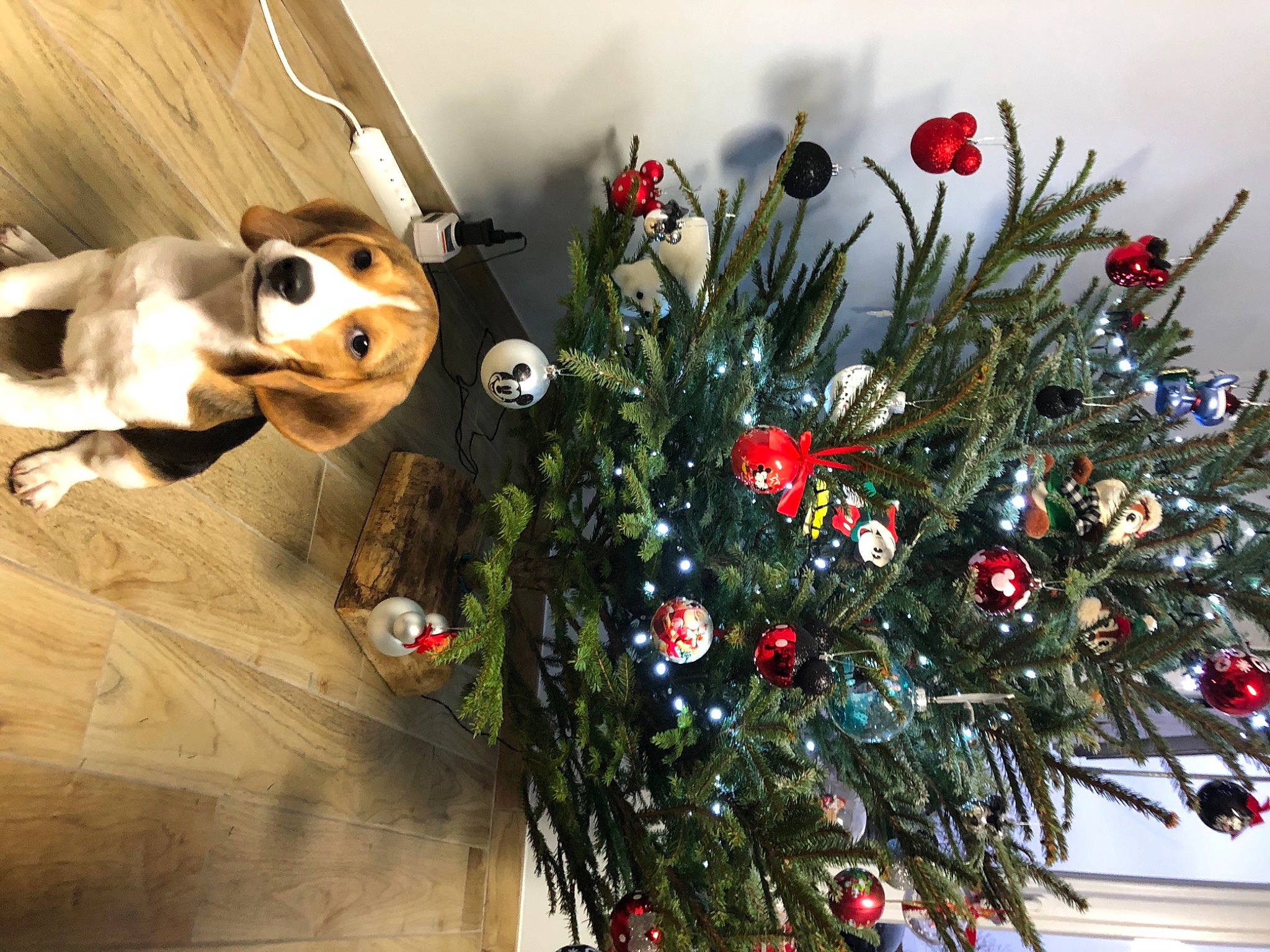 Rscratchy a rejoint le concours — aidez-le/la à gagner de superbes lots ! christmas, christmas_decoration, christmas_eve, christmas_ornament, christmas_tree, conifer, coquelicot, fir, holiday, holiday_ornament, interior_design, ornament, panda, pine, pine_family, rose_family, stuffed_toy