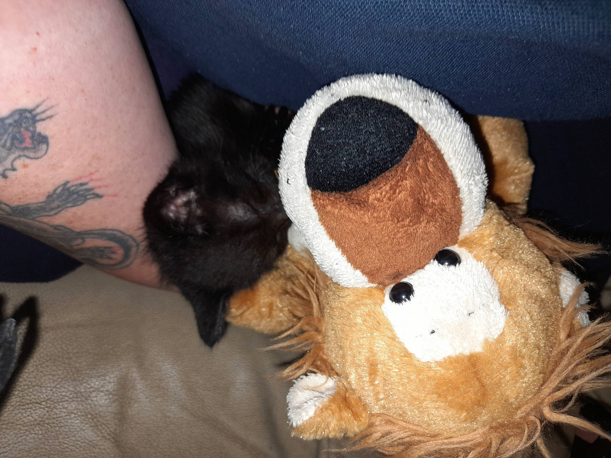 Simba joined the competition — help win amazing prizes! baby_toys, bear, calf, comfort, companion_dog, elbow, fawn, flesh, fur, hat, human_leg, mammal, organ, plush, stuffed_toy, tattoo, teddy_bear, temporary_tattoo, toy, wrist