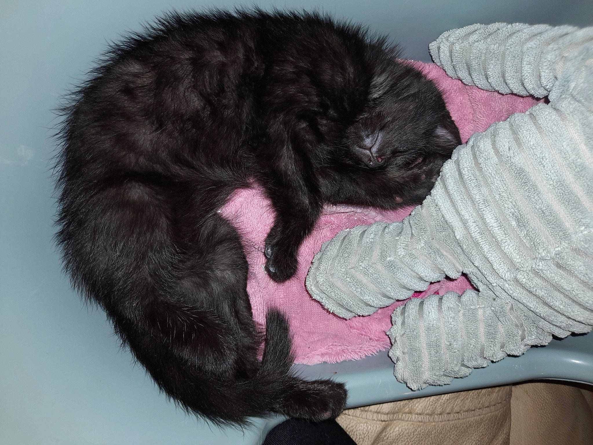 Simba joined the competition — help win amazing prizes! black_cat, bombay, carnivore, cat, claw, comfort, dog_breed, domestic_short_haired_cat, felidae, foot, fur, gesture, magenta, nap, paw, small_to_medium_sized_cats, snout, sporting_group, tail, whiskers