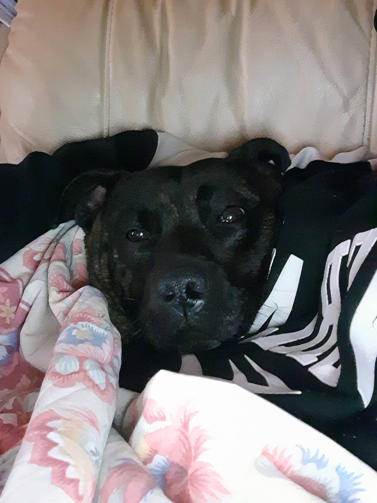 Alexia is registered to the contest to win money with this photo: borador, canidae, carmine, carnivore, comfort, companion_dog, dog, dog_breed, dog_supply, fawn, fur, guard_dog, linens, non_sporting_group, pattern, sporting_group, terrestrial_animal, working_animal