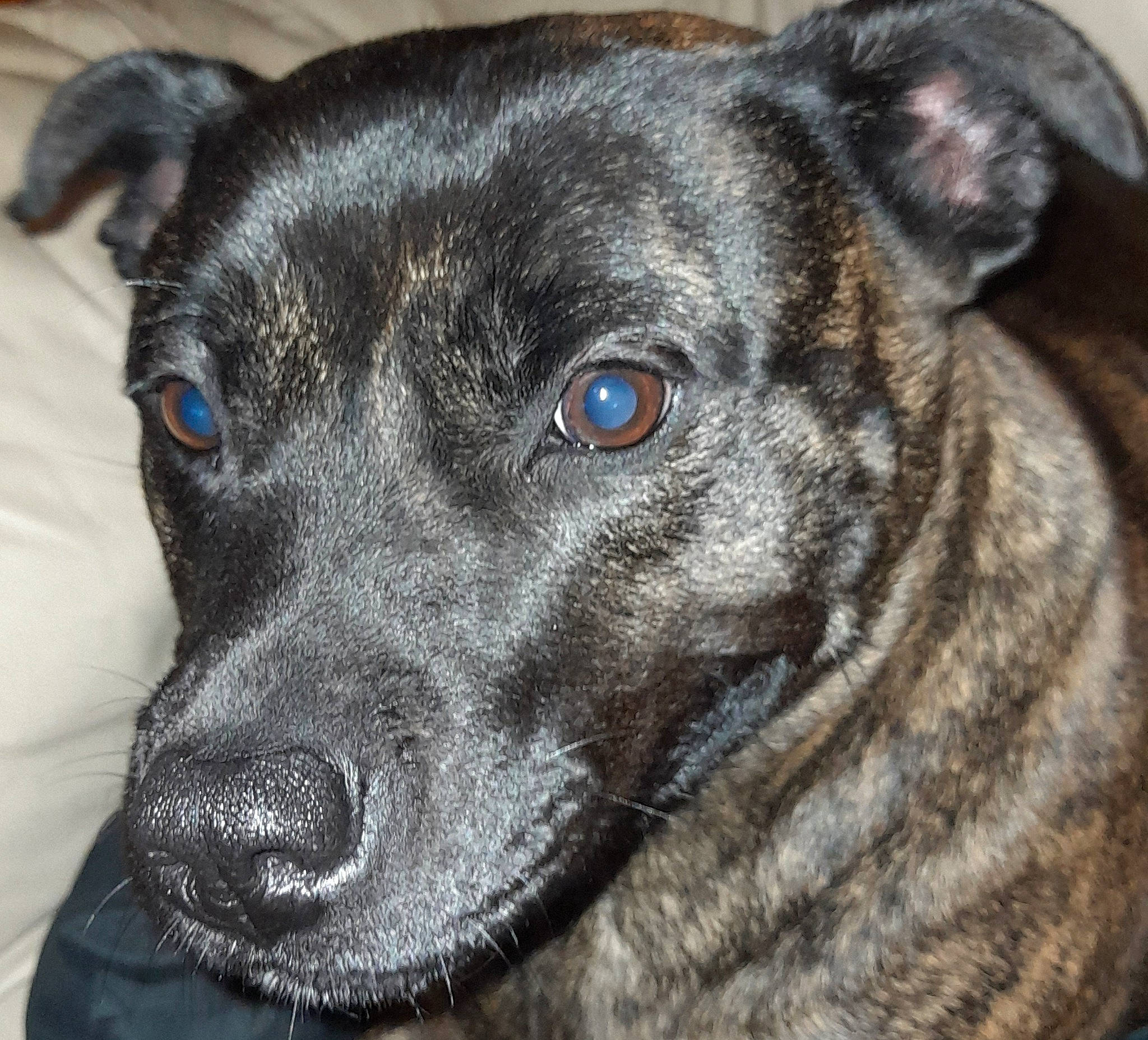 Alexia is registered to the contest to win money with this photo: ancient_dog_breeds, canidae, carnivore, collar, companion_dog, dog, dog_breed, dog_collar, ear, fur, guard_dog, non_sporting_group, snout, sporting_group, street_dog, terrestrial_animal, treeing_tennessee_brindle, whiskers, working_animal, working_dog