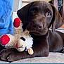 puppy, dog, chocolate_labrador, toy, stuffed_animal, indoor, floor, tile_floor, pet, young_dog, brown_fur, cute, animal, domestic_animal, playful, resting, canine, fur, closeup, pet_toy