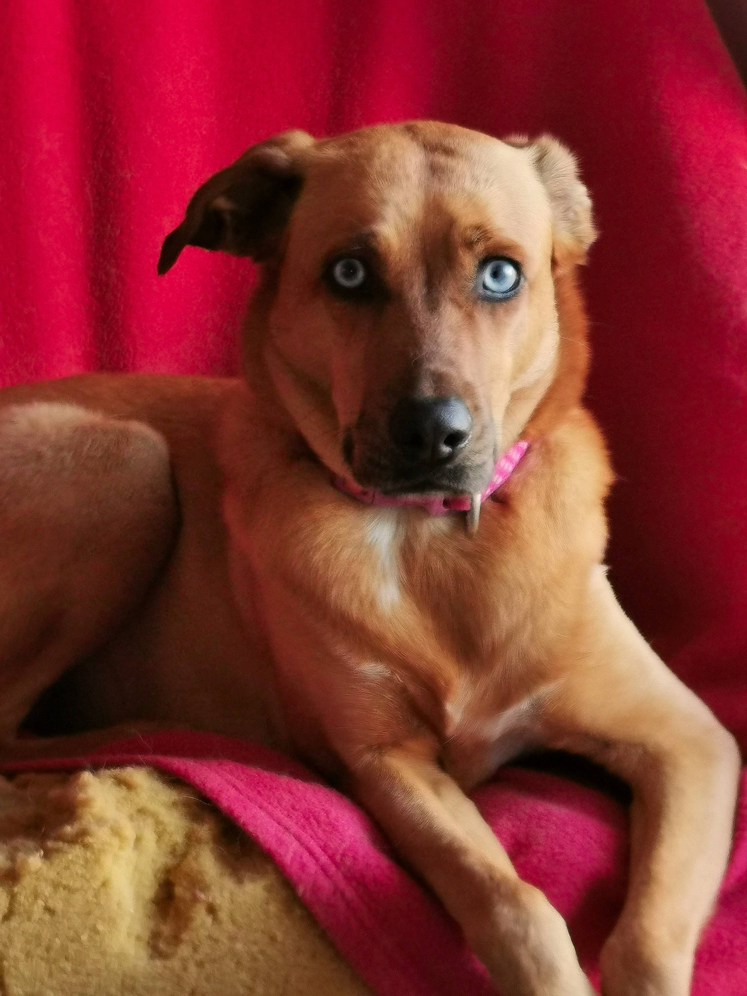 Namco participe au concours pour gagner de l'argent avec cette photo : canidae, carnivore, collar, comfort, companion_dog, dog, dog_bed, dog_breed, dog_collar, dog_supply, ear, fawn, fur, guard_dog, paw, snout, sporting_group, street_dog, whiskers, working_animal