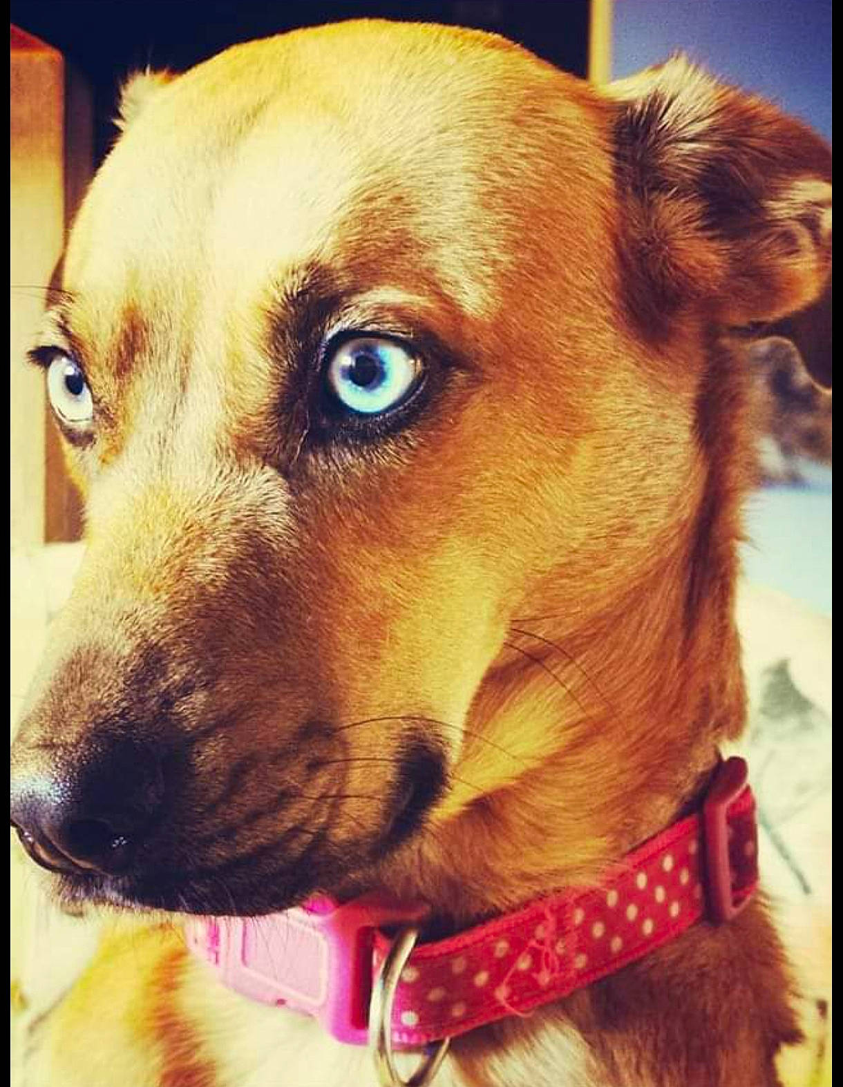 Namco a rejoint le concours — aidez-le/la à gagner de superbes lots ! canidae, carnivore, close_up, collar, companion_dog, dog, dog_breed, dog_collar, ear, fawn, fur, happy, head, pet_supply, selfie, snout, sporting_group, square, whiskers, working_animal