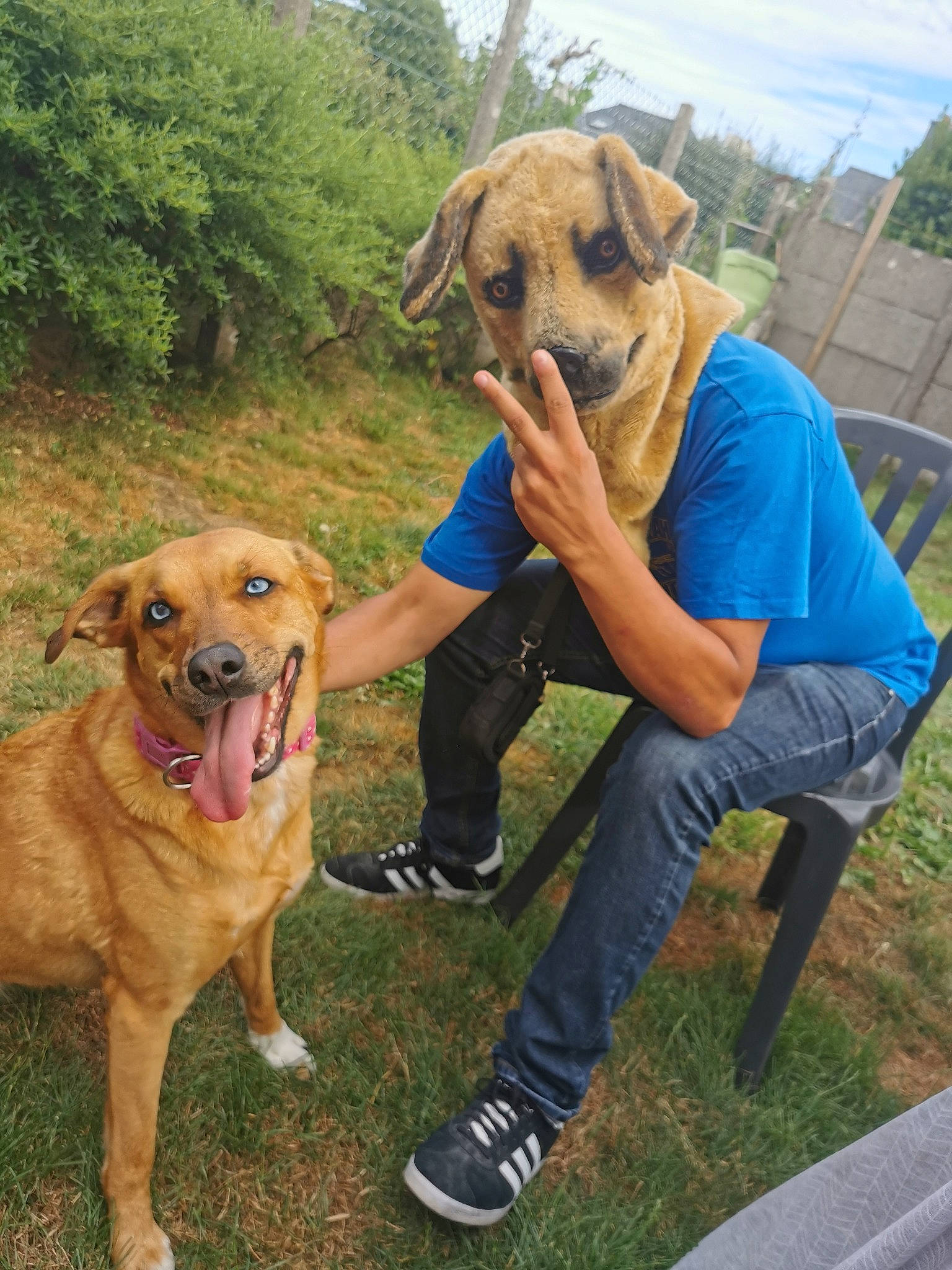 Namco participe au concours pour gagner de l'argent avec cette photo : adventure, canidae, carnivore, cloud, collar, companion_dog, dog, dog_breed, dog_collar, dog_hiking, fawn, grass, plant, recreation, sky, smile, snout, sporting_group, tree, working_animal