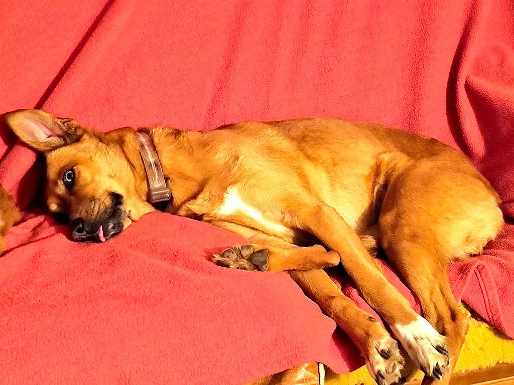 Namco participe au concours pour gagner de l'argent avec cette photo : canidae, carnivore, collar, comfort, companion_dog, dog, dog_breed, dog_collar, dog_supply, fawn, fur, hardwood, liver, paw, snout, sporting_group, tail, terrestrial_animal, wood, working_animal