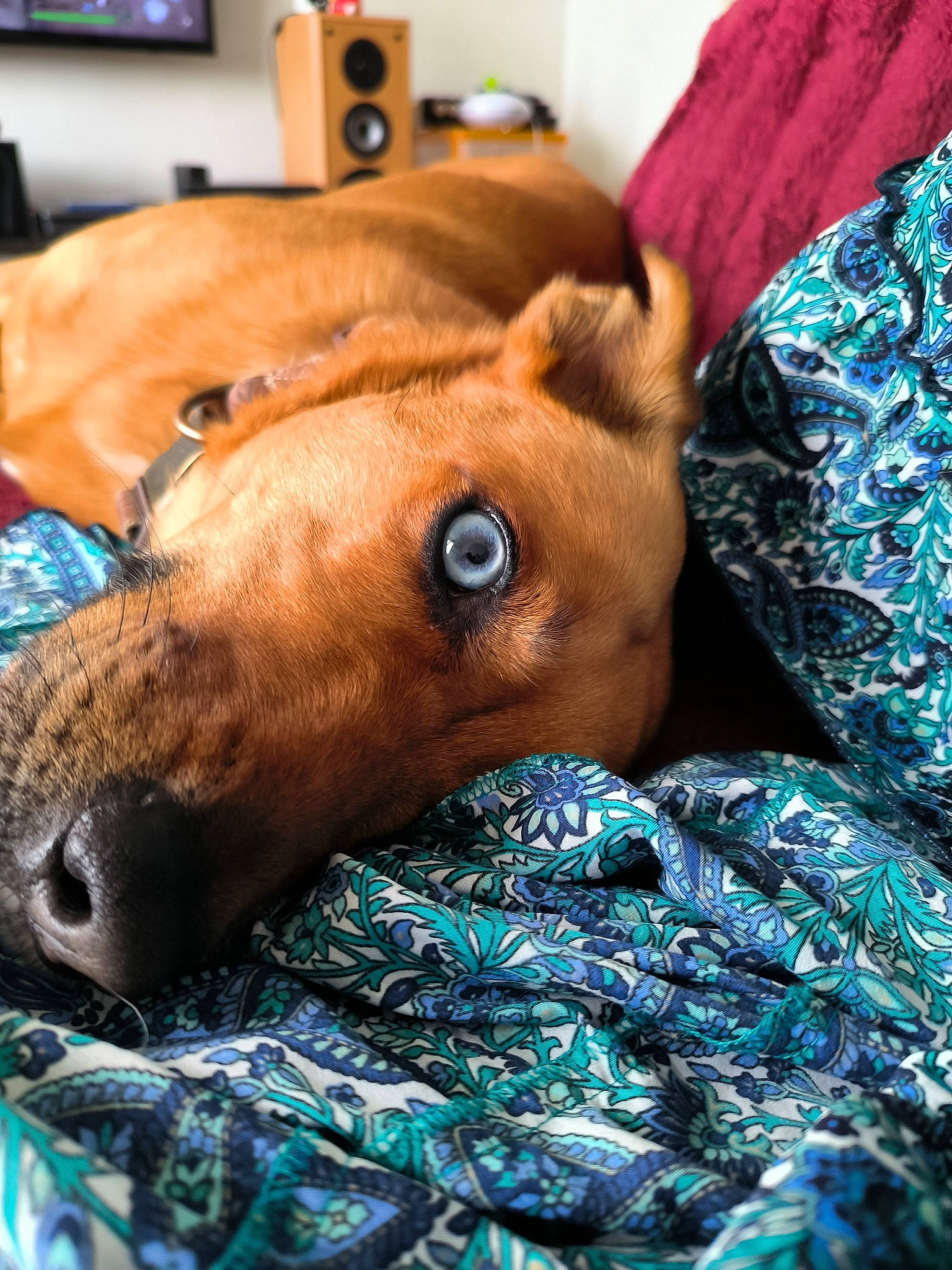 Namco a rejoint le concours — aidez-le/la à gagner de superbes lots ! animal_sports, canidae, carnivore, collar, companion_dog, dog, dog_breed, dog_sports, ear, electric_blue, fawn, fur, liver, sighthound, snout, sporting_group, television, toy, whiskers, working_animal