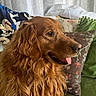 animal_portrait, blanket, comfort, couch, cozy, curly_fur, curtains, dog, domestic_animal, floral_pillow, golden_retriever, green_couch, home_interior, indoor, long_hair, pet, pillow, relaxed, side_profile, tongue_out