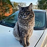 Spartacus joined the competition — help win amazing prizes! cat, gray_cat, fluffy, long_hair, feline, animal, portrait, sitting, car, car_hood, white_car, outdoors, nature, trees, blurred_background, evening_light, green_eyes, whiskers, ears, photography