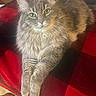 Spartacus is registered to the contest to win money with this photo: cat, gray_cat, fluffy, long_hair, feline, pet, animal, green_eyes, whiskers, ears, paws, lying_down, lounging, portrait, indoor, blanket, plaid, red, black, cozy