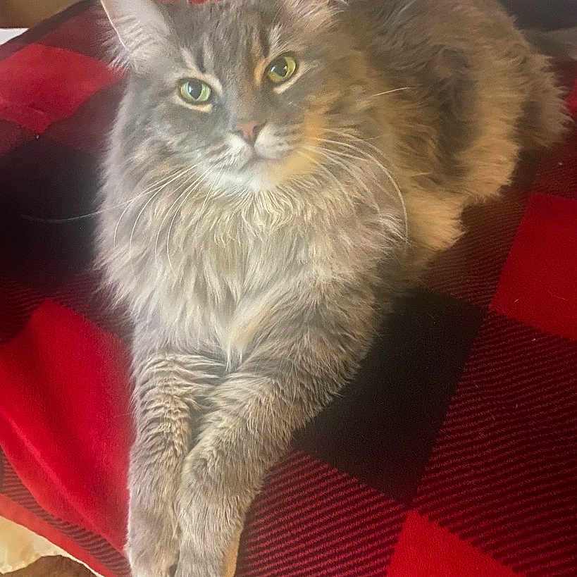 Spartacus is registered to the contest to win money with this photo: cat, gray_cat, fluffy, long_hair, feline, pet, animal, green_eyes, whiskers, ears, paws, lying_down, lounging, portrait, indoor, blanket, plaid, red, black, cozy