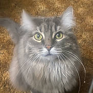 Spartacus is registered to the contest to win money with this photo: cat, gray_cat, fluffy, long_hair, green_eyes, whiskers, pet, animal, portrait, indoors, carpet, floor, sitting, front_facing, alert, looking_at_camera, fur, ears, domestic_cat, photography