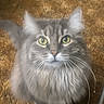 cat, gray_cat, fluffy, long_hair, green_eyes, whiskers, pet, animal, portrait, indoors, carpet, floor, sitting, front_facing, alert, looking_at_camera, fur, ears, domestic_cat, photography