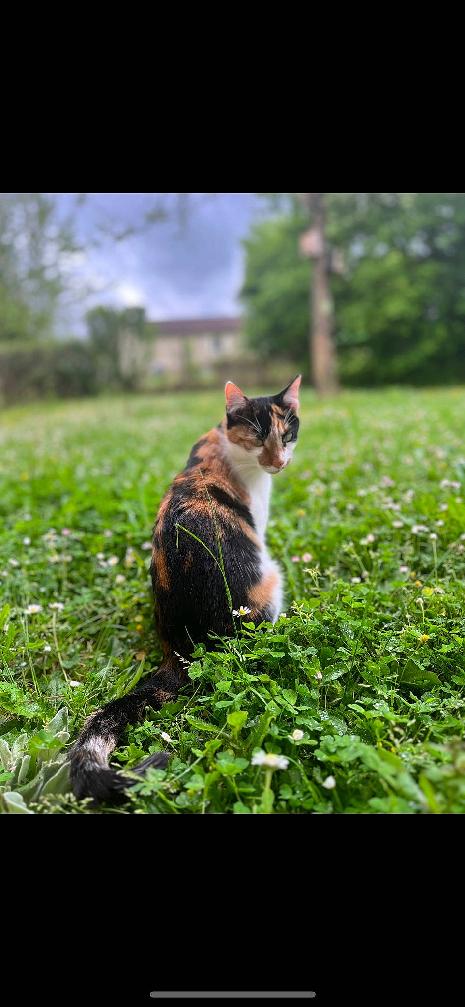 Sushi participe au concours pour gagner de l'argent avec cette photo : carnivore, cat, domestic_short_haired_cat, felidae, fur, grass, grassland, groundcover, landscape, natural_landscape, plant, sky, small_to_medium_sized_cats, snout, sunlight, tail, terrestrial_animal, tree, whiskers, wood