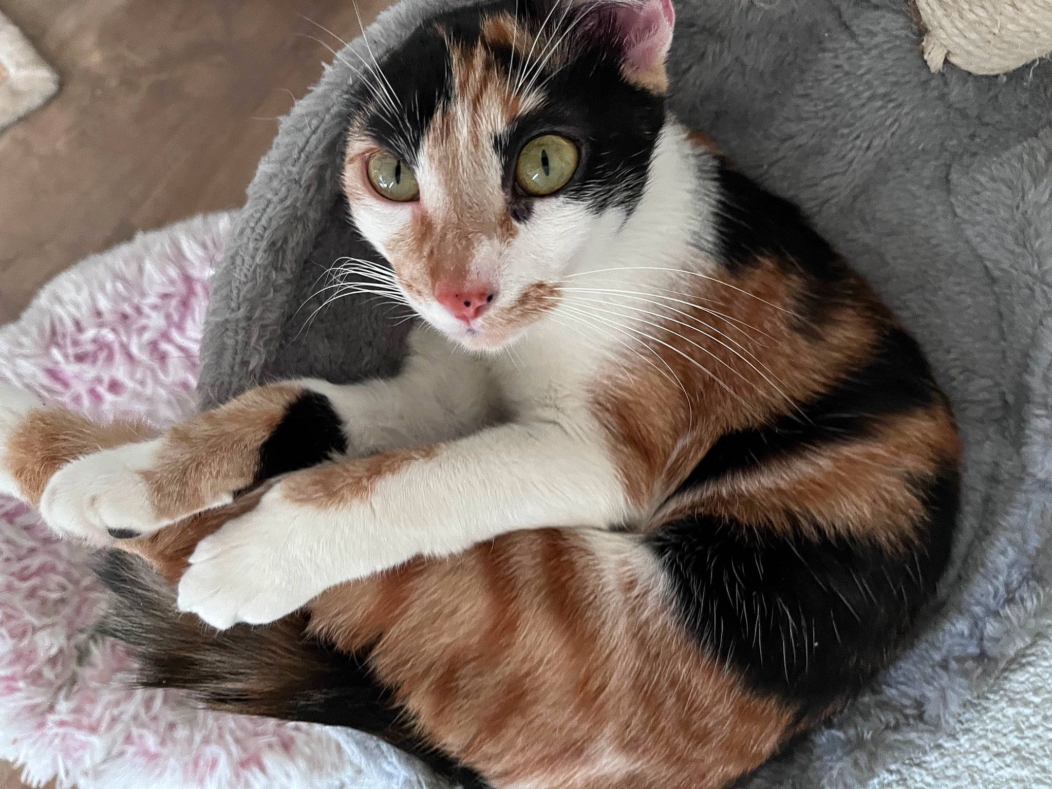 Sushi participe au concours pour gagner de l'argent avec cette photo : carnivore, cat, claw, comfort, domestic_short_haired_cat, eye, fawn, felidae, fur, head, paw, photo_caption, sitting, small_to_medium_sized_cats, snout, tail, tree, whiskers