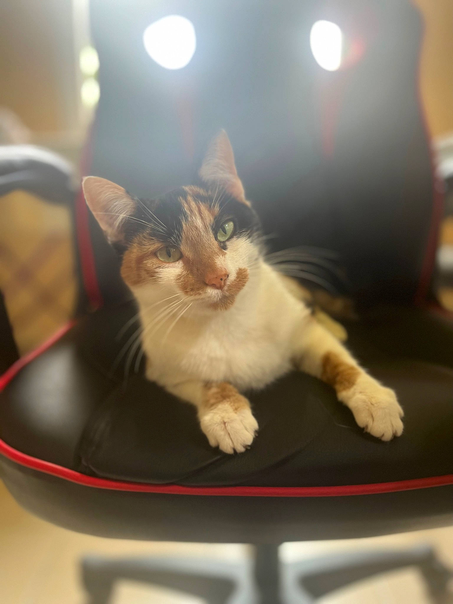 Sushi participe au concours pour gagner de l'argent avec cette photo : box, carnivore, cat, cat_supply, comfort, domestic_short_haired_cat, felidae, fur, lens_flare, paw, pet_supply, sitting, small_to_medium_sized_cats, snout, tail, whiskers