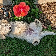 Bubba is registered to the contest to win money with this photo: puppy, dog, grass, flower, red_flower, pet, outdoor, sunlight, nature, greenery, relaxed, cute, fur, animal, garden, sleeping, playful, small_dog, paw, summer