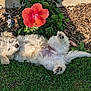 puppy, dog, grass, flower, red_flower, pet, outdoor, sunlight, nature, greenery, relaxed, cute, fur, animal, garden, sleeping, playful, small_dog, paw, summer