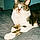 Gilbert