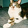 Gilbert