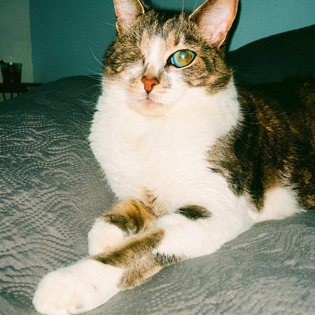 Gilbert