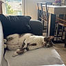 blanket, cat, chairs, couch, cozy, daylight, dining_table, domestic_cat, furniture, home, indoors, interior, living_room, pet, relaxed, resting, sleeping, sunlight, upside_down, window