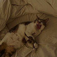 Gilbert participe au concours pour gagner de l'argent avec cette photo : cat, yawning, sleeping, lying_down, bed, bedding, bedroom, indoor, pet, feline, tabby, white_fur, brown_fur, open_mouth, whiskers, ears, paws, cozy, relaxed, photography