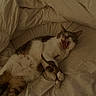 cat, yawning, sleeping, lying_down, bed, bedding, bedroom, indoor, pet, feline, tabby, white_fur, brown_fur, open_mouth, whiskers, ears, paws, cozy, relaxed, photography
