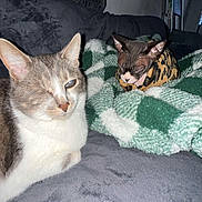 Gilbert participe au concours pour gagner de l'argent avec cette photo : animal, blanket, cat, cats, couch, cozy, flash_photography, funny, gray_cat, hairless_cat, home, indoors, kitten, lying_down, pet, portrait, sitting, sphynx_cat, tabby_cat, white_cat