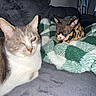 animal, blanket, cat, cats, couch, cozy, flash_photography, funny, gray_cat, hairless_cat, home, indoors, kitten, lying_down, pet, portrait, sitting, sphynx_cat, tabby_cat, white_cat