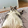 animal, bed, bedroom, belly, blanket, cat, ears, funny, gray_fur, indoor, lying_down, mirror, paws, pet, portrait, relaxed, tabby, whiskers, white_fur, wooden_floor