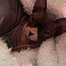 Simone a rejoint le concours — aidez-le/la à gagner de superbes lots ! animal, blanket, cat, cats, closeup, cozy, cuddling, cute, feline, furry_blanket, green_eyes, hairless_cat, indoors, large_ears, pet, portrait, sleeping, sphynx_cat, warm_lighting, wrinkled_skin