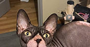 Simone participe au concours pour gagner de l'argent avec cette photo : animal, bedroom, carpet, cat, couch, funny, furniture, hairless, indoors, large_ears, living_room, lounging, pet, pink_nose, portrait, sitting, sphynx_cat, tongue, wrinkled_skin, yellow_eyes