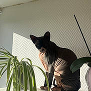 Simone a rejoint le concours — aidez-le/la à gagner de superbes lots ! cat, hairless_cat, sphynx_cat, animal, pet, sitting, windowsill, houseplant, spider_plant, indoor, sunlight, shadow, wrinkles, ears, tail, furless, portrait, home, wall, daylight