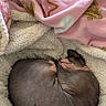 Simone participe au concours pour gagner de l'argent avec cette photo : animal, blanket, brown_cat, cat, close_up, cozy, curled_up, cute, fluffy_blanket, hairless_cat, home, indoors, nap, pet, pink_blanket, relaxed, resting, sleeping, sphynx_cat, wrinkles