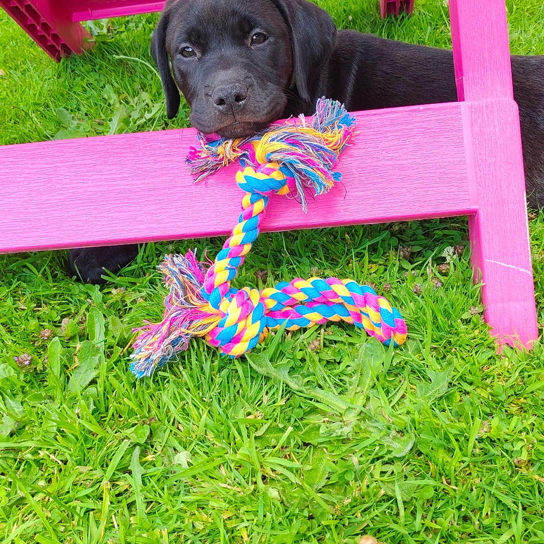 Mia participe au concours pour gagner de l'argent avec cette photo : animal, black_dog, bright_colors, cheeky, colorful, cute, dog, fun, grass, nature, outdoor, pet, pink_chair, playful, puppy, resting, rope_toy, summer, toy, young_dog