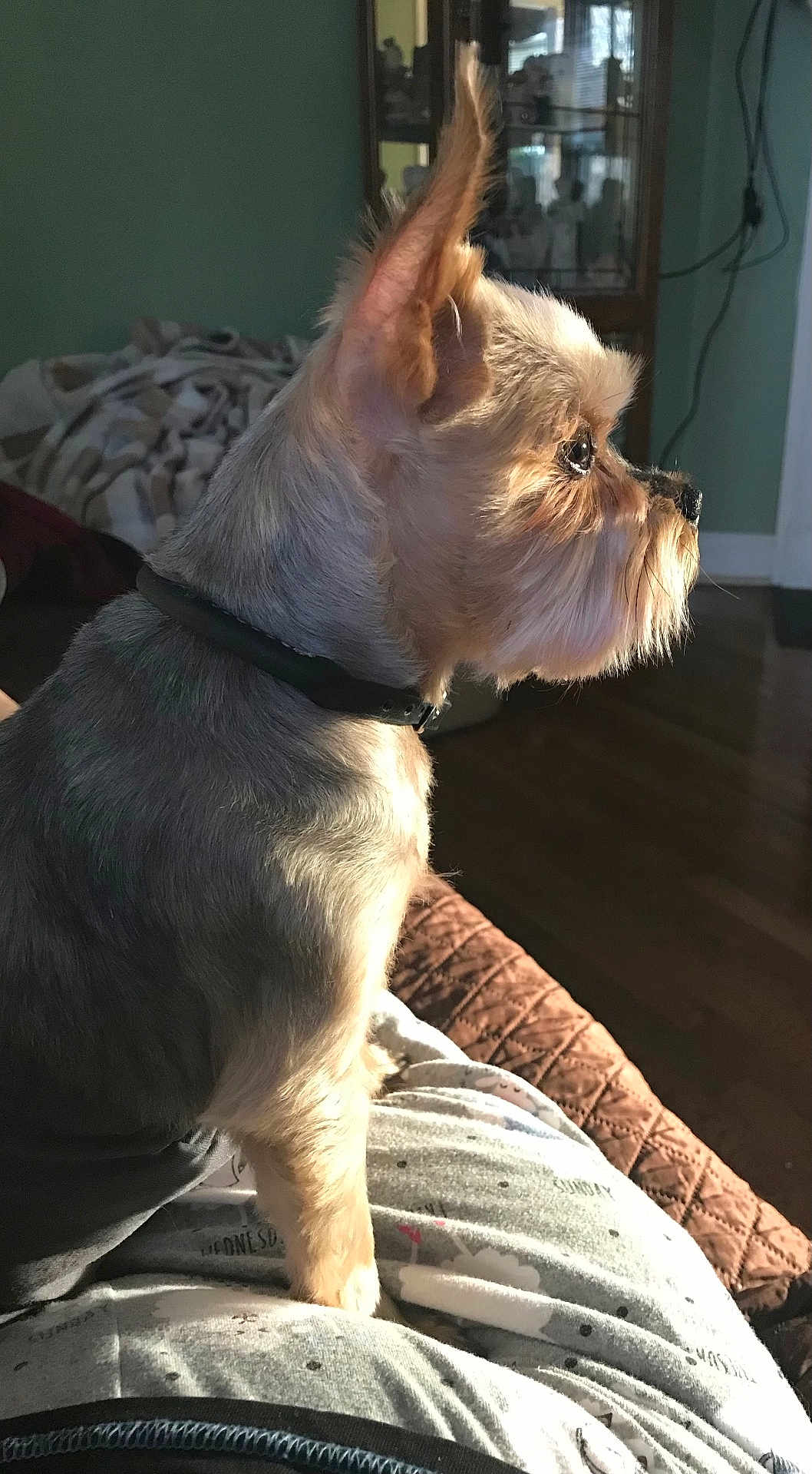 Rascal