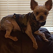 Rascal is registered to the contest to win money with this photo: dog, small_dog, camouflage_jacket, pet_clothing, leather_couch, window_blinds, indoor, pet, animal, fur, ears, sitting, cute, companion, domestic_animal, canine, mammal, resting, household, furniture