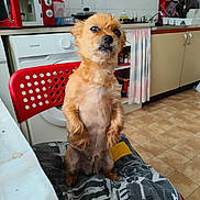 Naya a rejoint le concours — aidez-le/la à gagner de superbes lots ! dog, small_dog, sitting, chair, kitchen, appliances, microwave, coffee_maker, washing_machine, tile_floor, curtain, cabinet, countertop, fur, pet, indoor, red_chair, looking_up, domestic, cute
